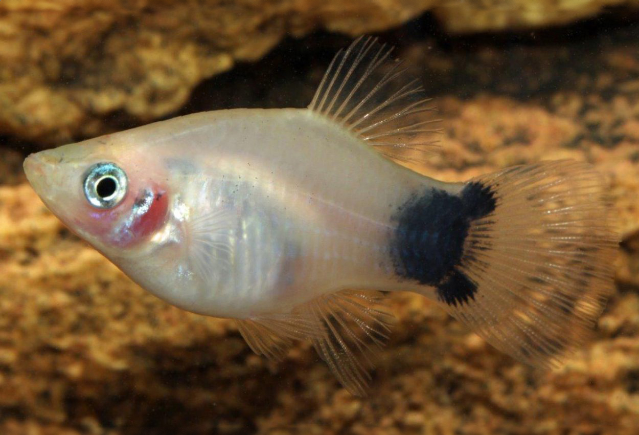 Foto på fisken Xiphophorus maculatus