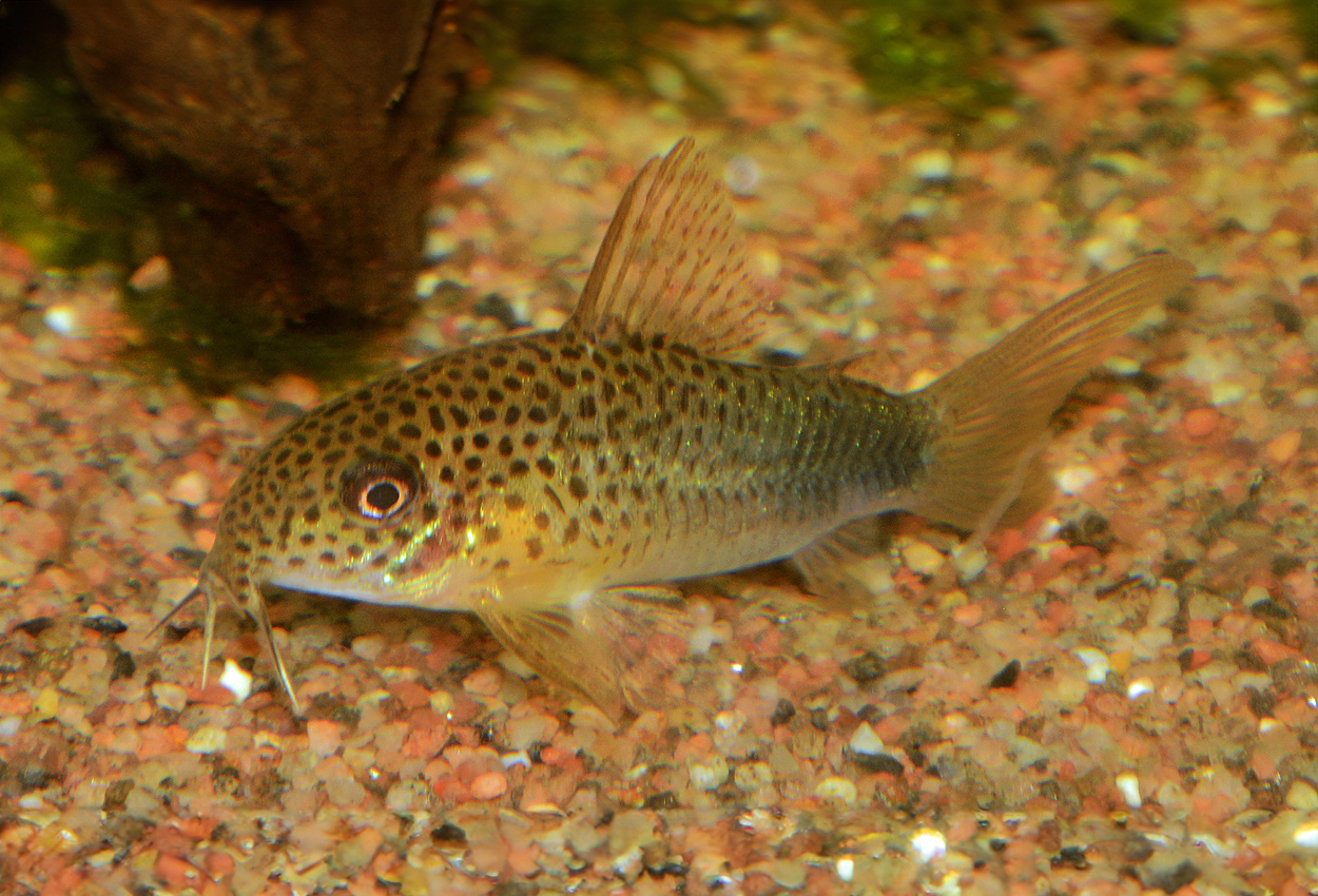 Foto på fisken Corydoras similis