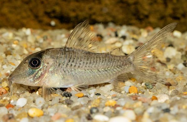 Corydoras sp. CW164