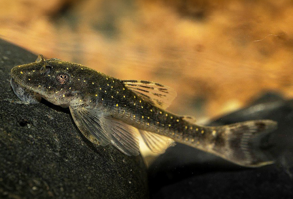 Foto på fisken Parotocinclus haroldoi
