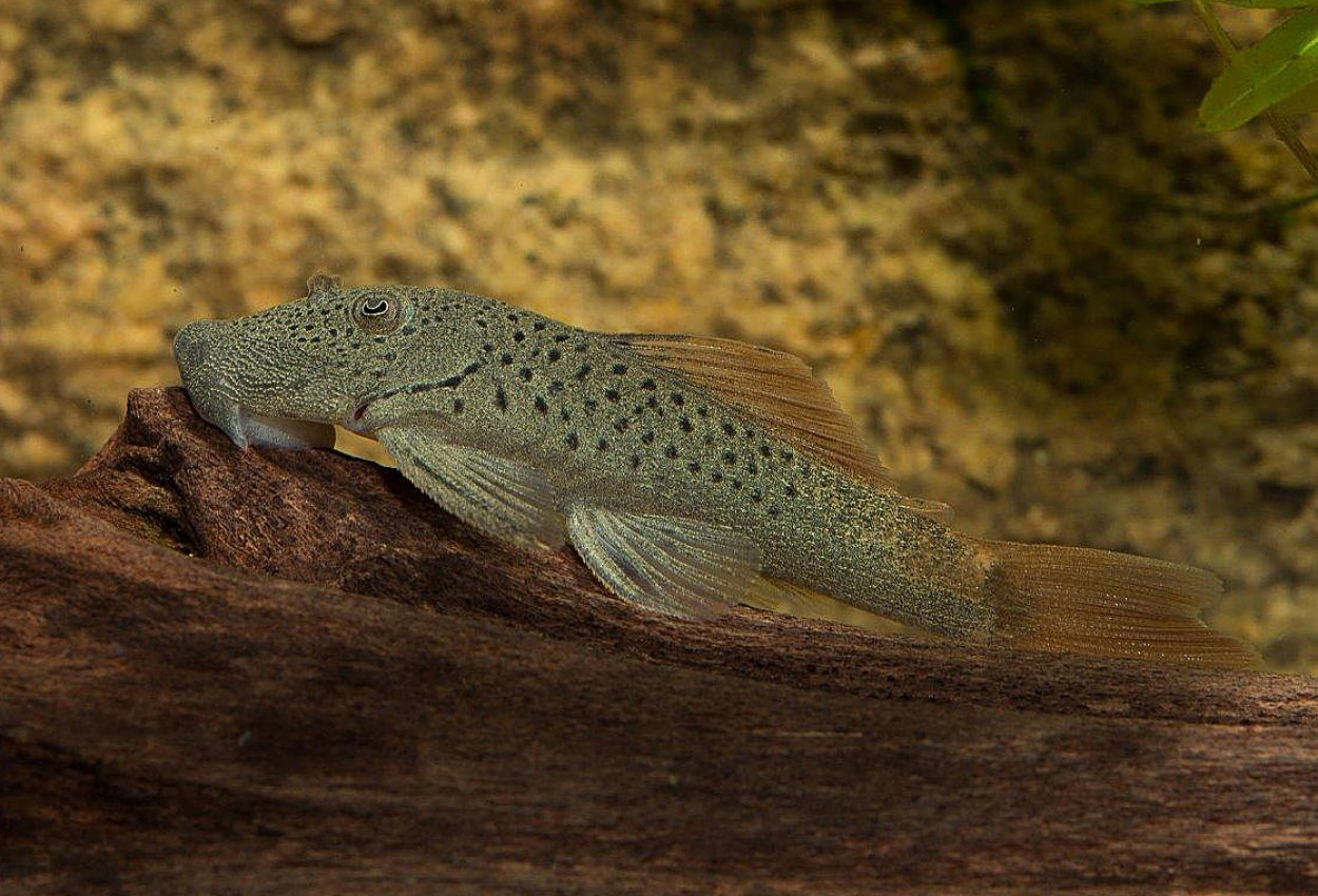 Foto på fisken Chaetostoma lineopunctatum