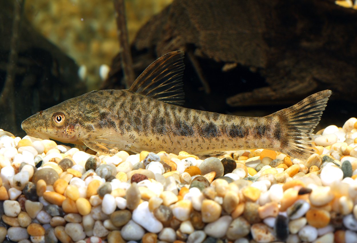 Pepprad otocinclus 