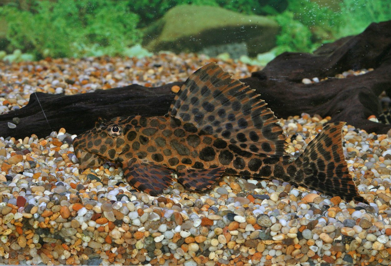 Röd pleco