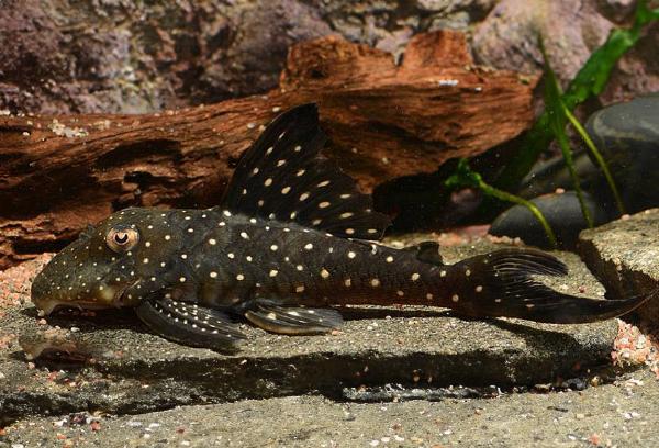 L476, svart fantompleco