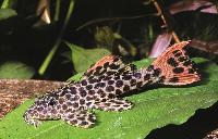 <i>Pseudacanthicus leopardus</i>