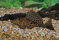 Röd pleco