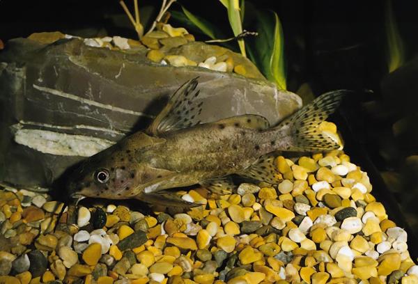 Brunprickig synodontis  