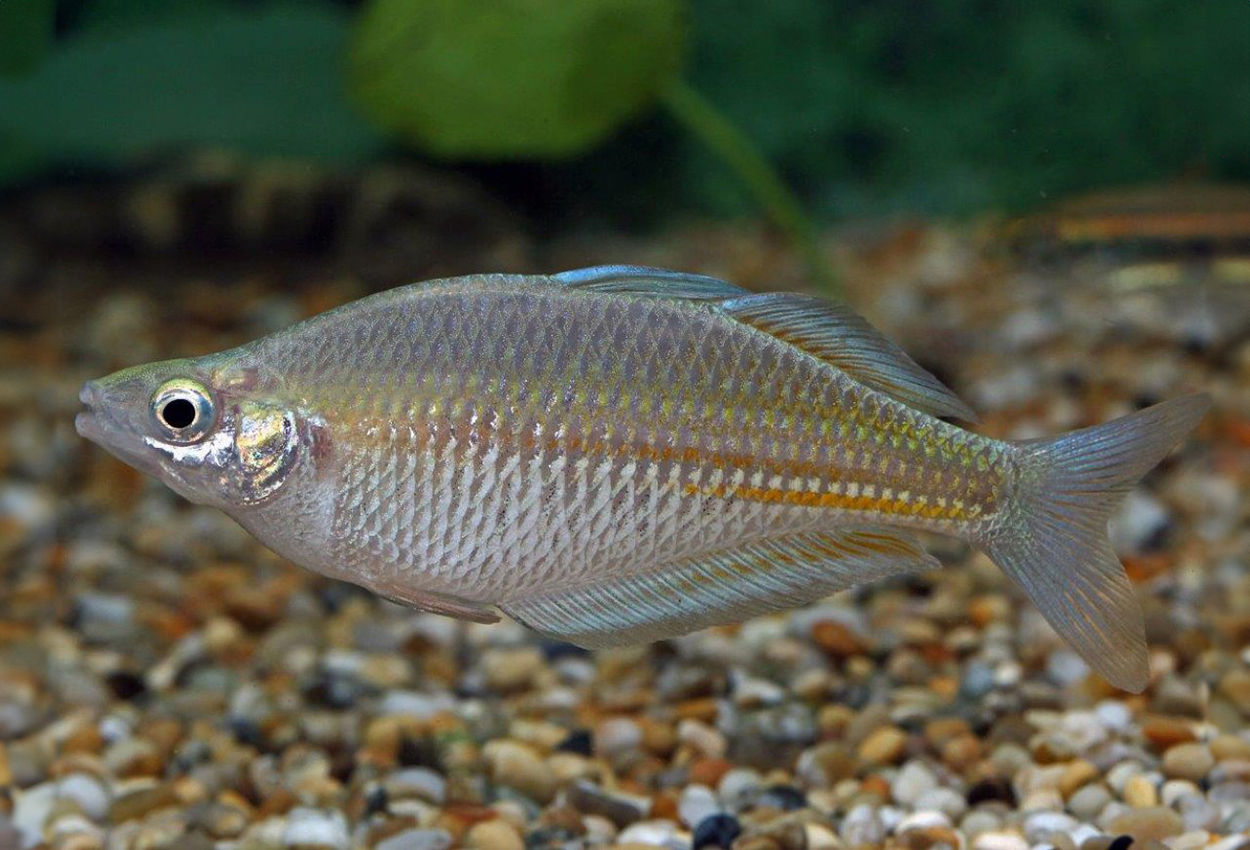 Foto på fisken Glossolepis ramuensis