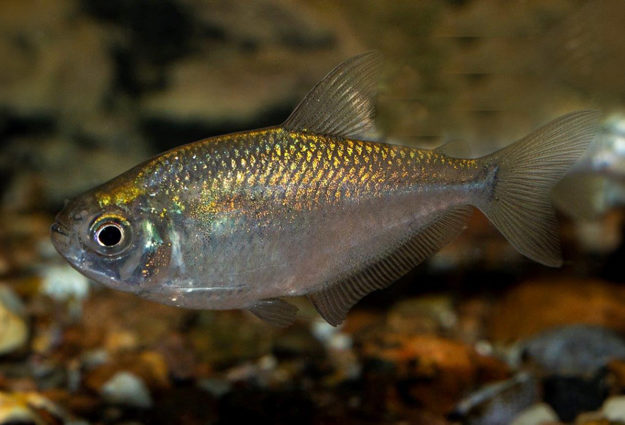Foto på fisken Gymnocorymbus bondi 