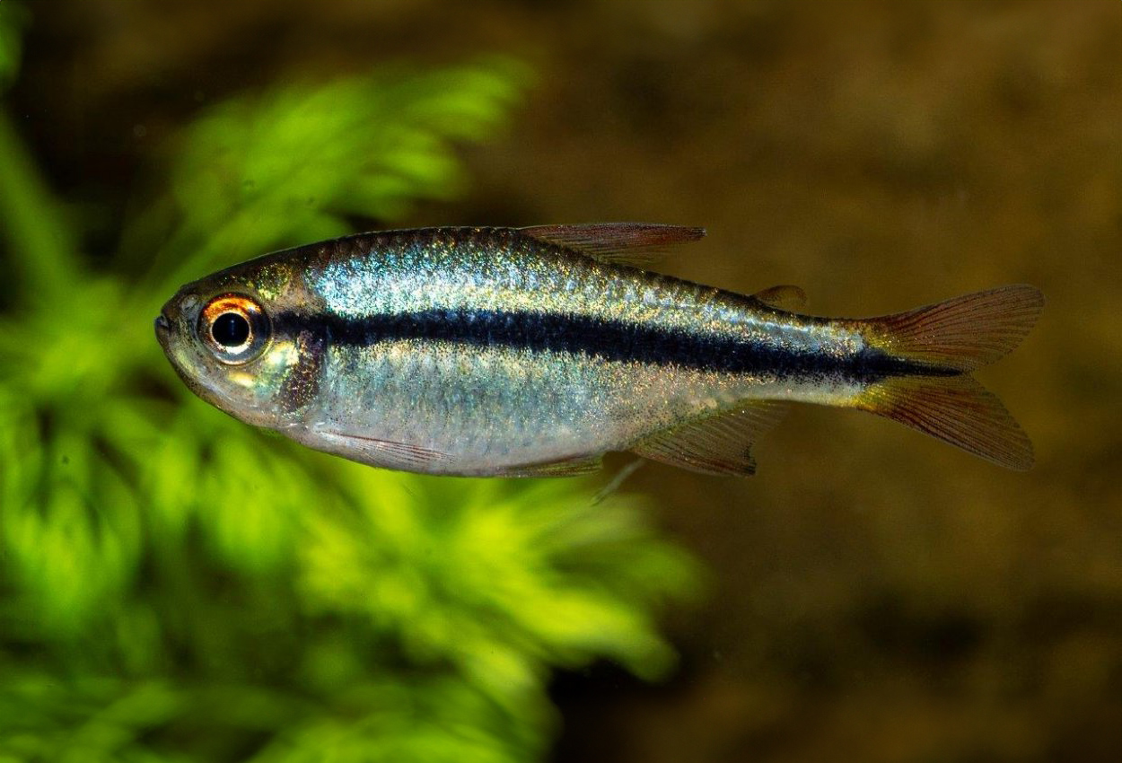 Foto på fisken Hyphessobrycon cyanotaenia  