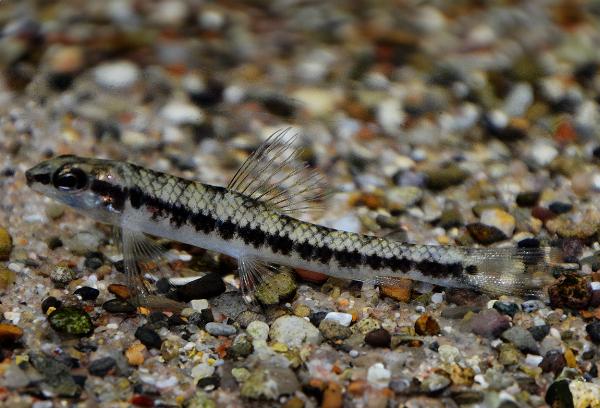 Apuis dartertetra, Apuis kolibritetra