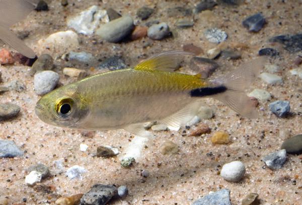 Langfinnet tetra