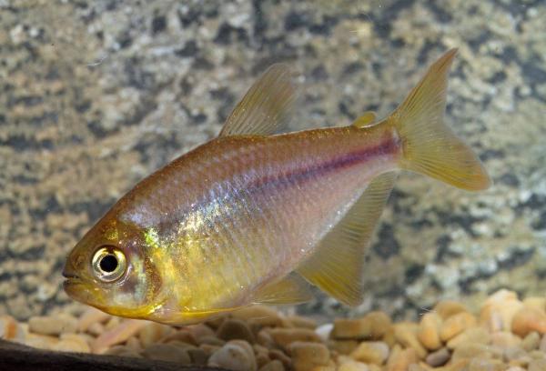 Rosa lemonad tetra