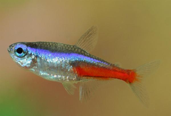 Neontetra