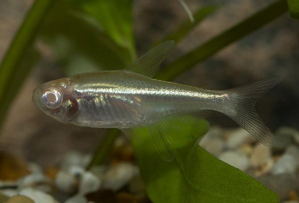 Svart neontetra albino