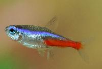 Neontetra