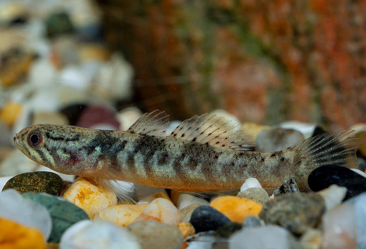 Foto på fisken Oxyeleotris nullipora