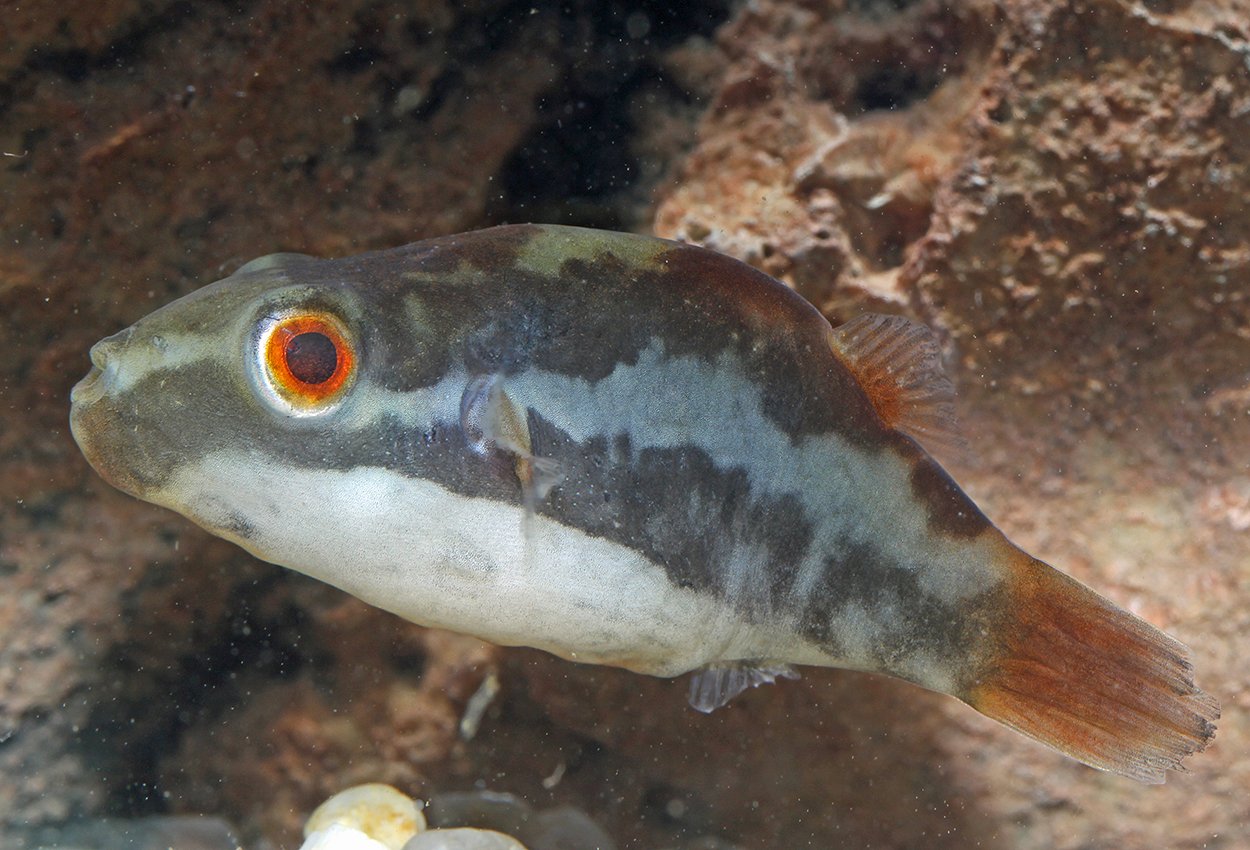 Rödögd rödstjärtskulfisk