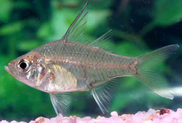 Segelfens glasabborre