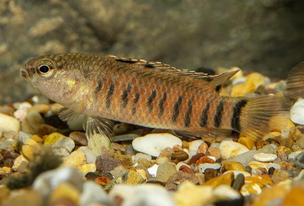 Tigerbadis