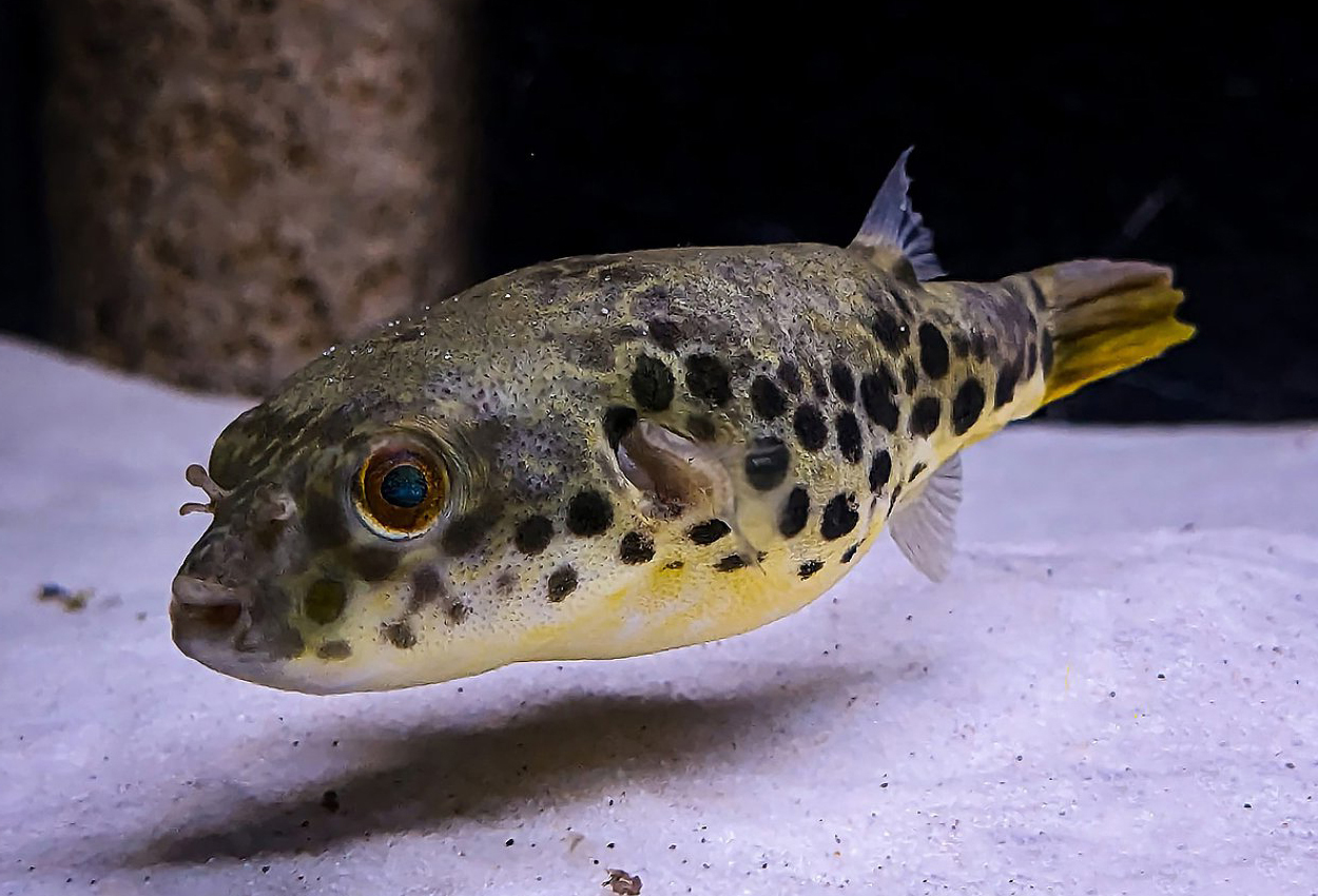 Foto på fisken Tetraodon schoutedeni