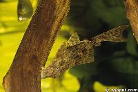 Hypostomus spp widespread Amazon