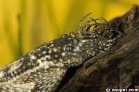 Ancistrus male - head bristles