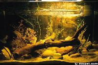 200 gallon Synodontis system