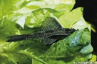 Hypostomus feeding on a lettuce