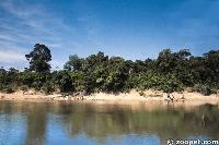 The tree lined river banks in Brazil indicate high and low water marks