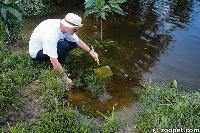 The author collecting Corydoras adolfoi in the Upper Rio Negro region