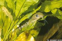 Synodontis hiding amongst the plant leaves