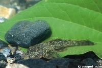 Ancistrus from Peru have adapted to life in fast water flows.