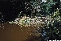 A habitat for Corydoras and other species, such as driftwood catfishes