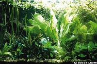 A planted system is only suitable to less disruptive catfishes such as Cory