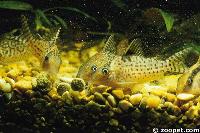 Corydoras shoal and feed best when they are maintained in groups.