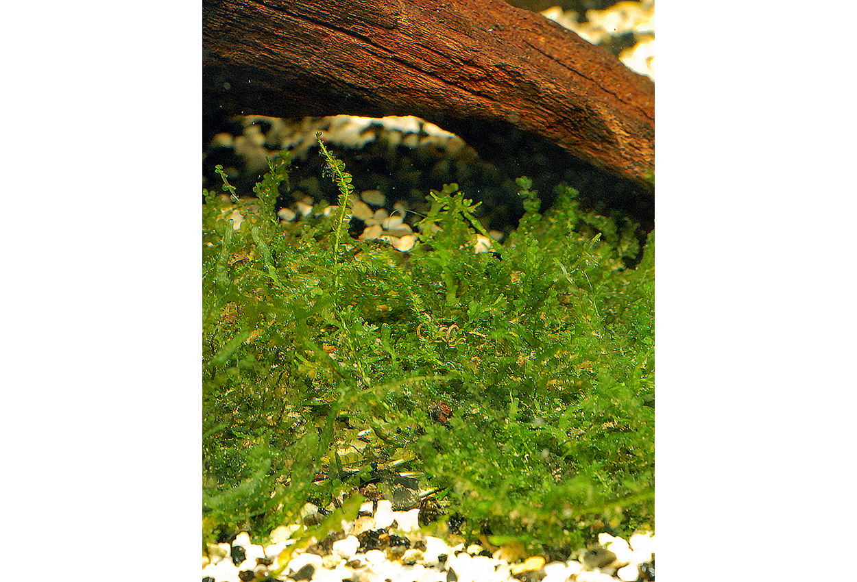 Foto på växten Blepharostoma trichophyllum