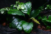 <i>Anubias barteri</i> Coffeefolia