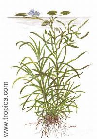 <i>Eichhornia diversifolia</i>