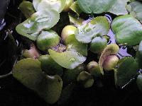 <i>Eichhornia crassipes</i>