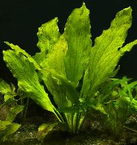 <i>Echinodorus</i> sp. 'ozelot' (green)