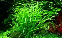 <i>Helanthium tenellum</i>, 'green'