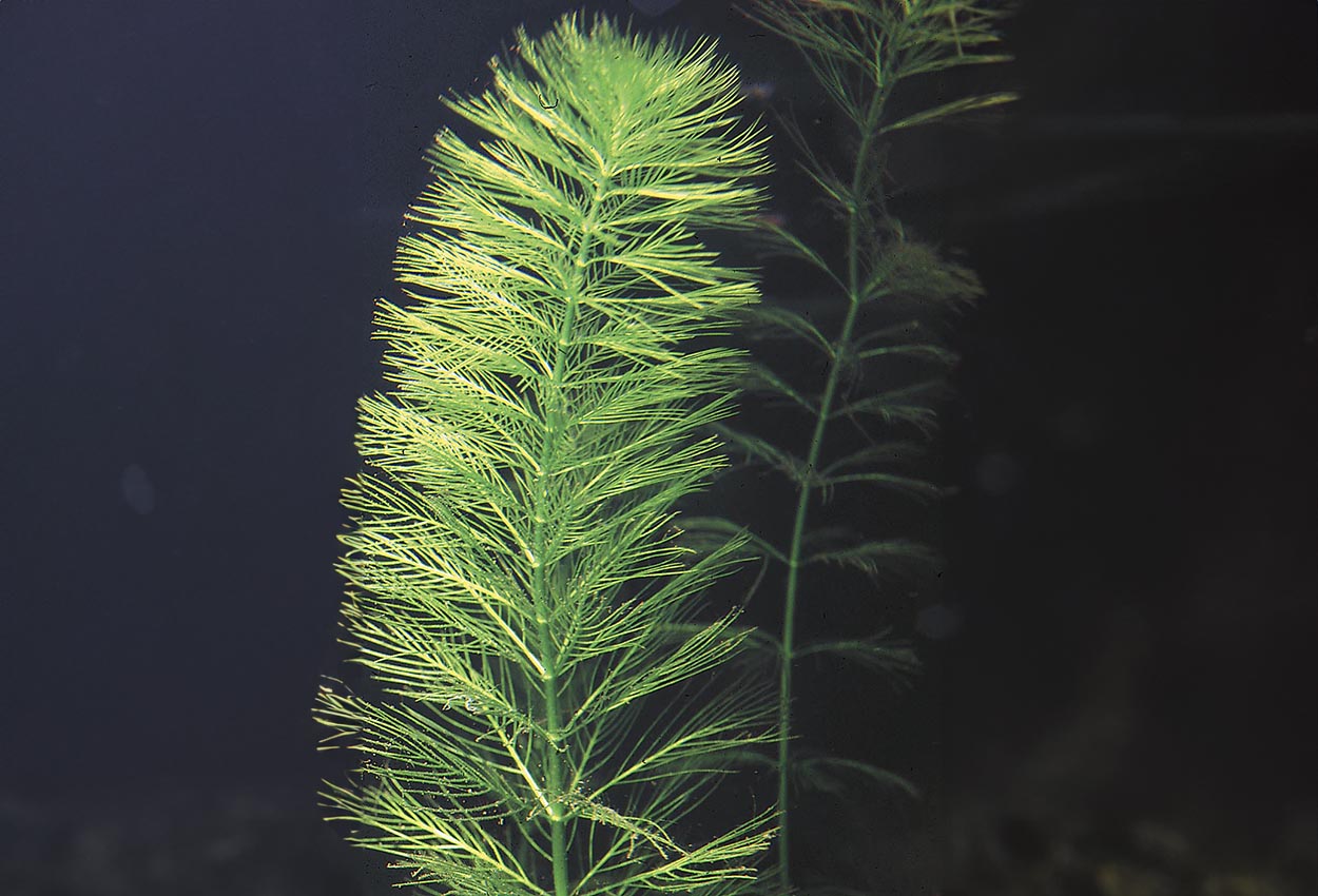 Foto på växten Myriophyllum aquaticum