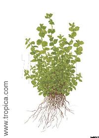 <i>Micranthemum umbrosum</i>