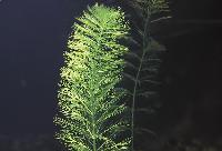 <i>Myriophyllum aquaticum</i>
