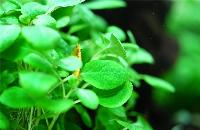 <i>Lobelia cardinalis</i>, 'mini' 