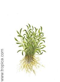 <i>Ranunculus limosella</i>