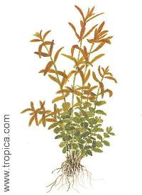 <i>Rotala rotundifolia</i>
