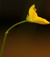 <i>Utricularia gibba</i>