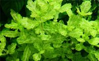 <i>Shinnersia rivularis</i> 'vit-grön'